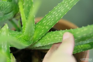 agua de aloe vera vídeo